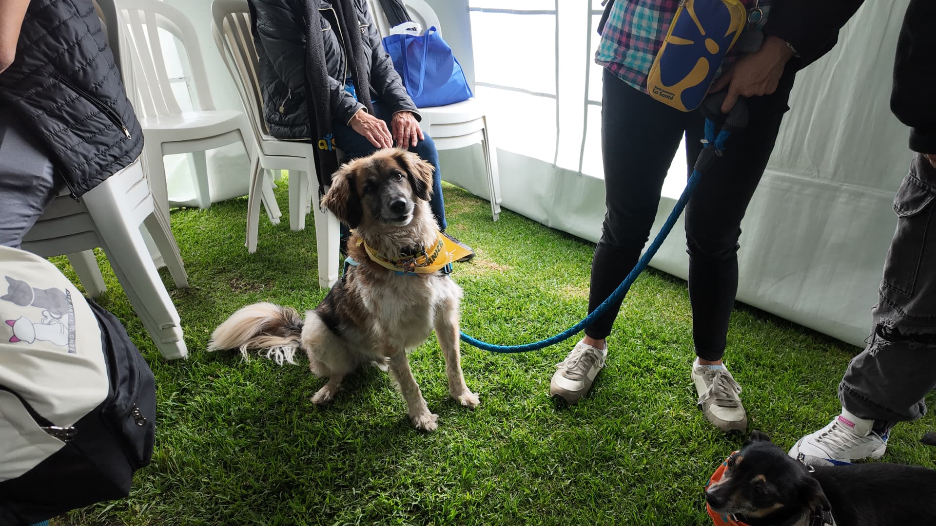 Mascota participante en el evento