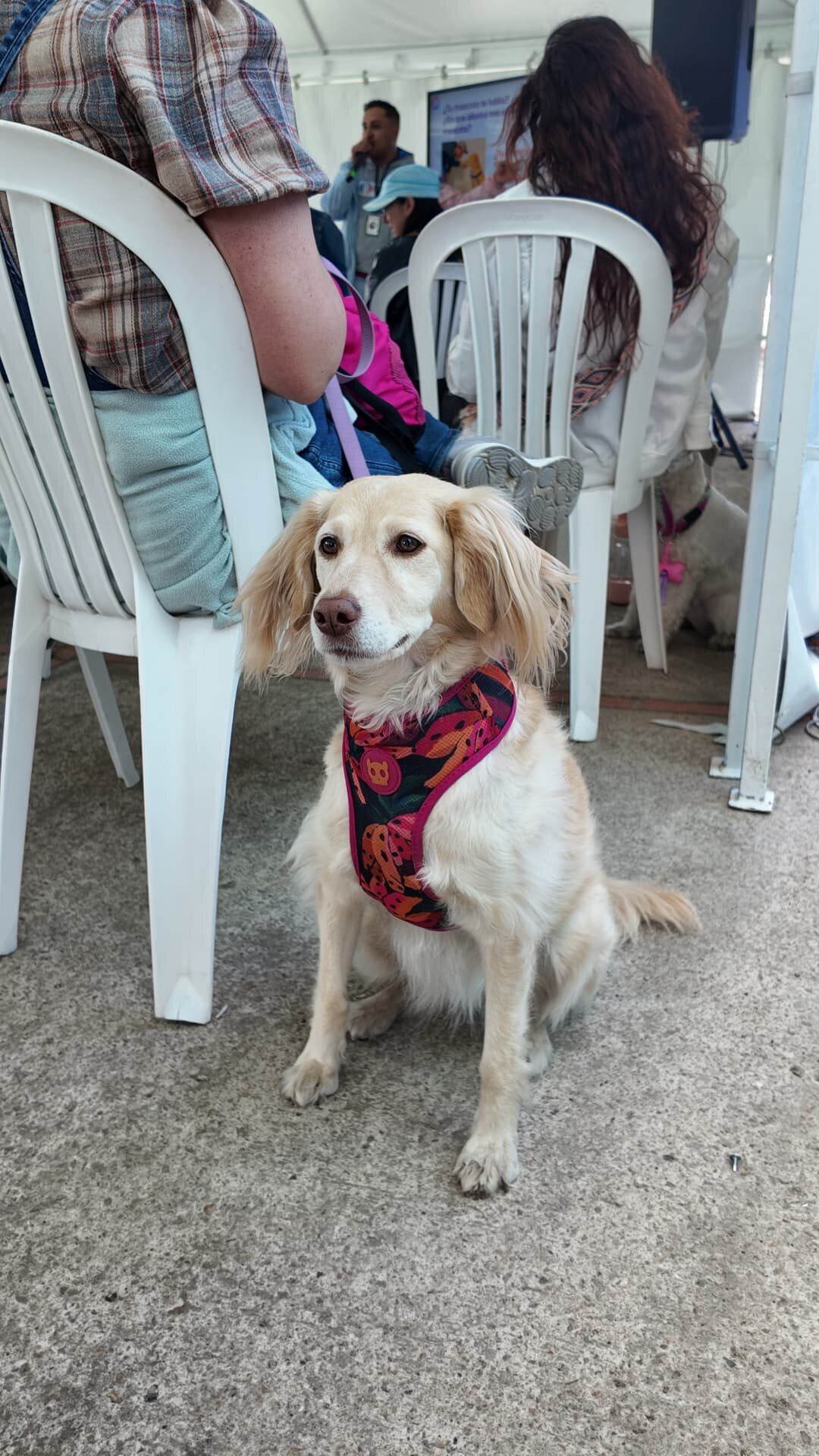 Mascota disfrutando FamyFest Pets